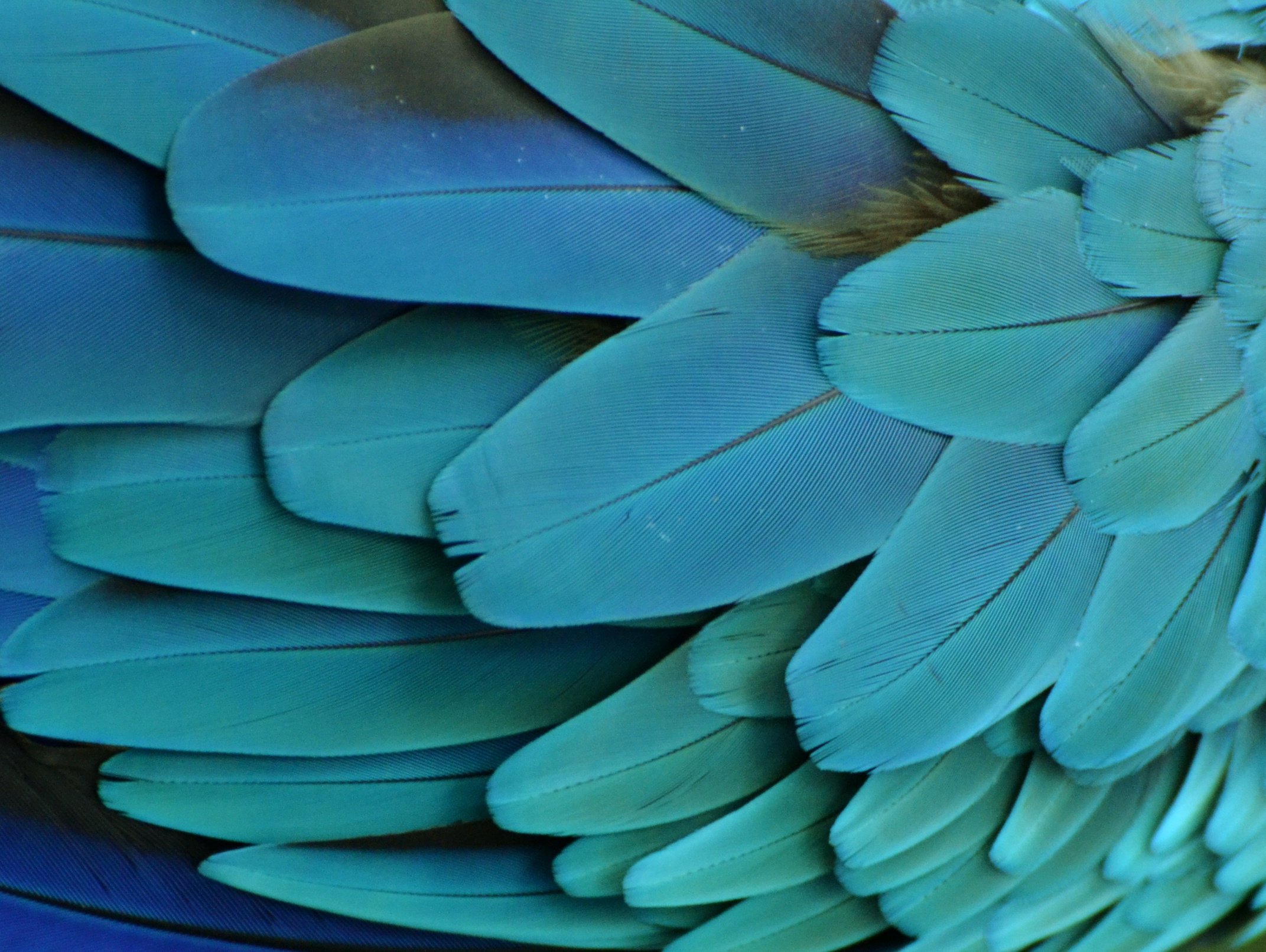 Macaw Feathers (Turquoise)